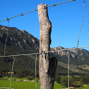 fence